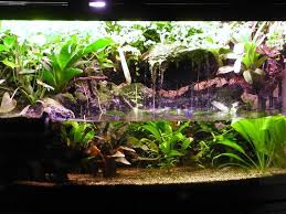 Image Result For Paludarium Construction Photo Journal Fish Tank Plants Aquarium Landscape Aquarium Backgrounds