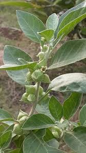 Image result for Tricliceras mossambicense