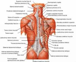 The most superior organ in the abdominal cavity, directly beneath the diaphragm. Back Muscle Anatomy Pictures Back Muscle Anatomy Human Anatomy Diagram Lower Back Muscles Anatomy Back Muscles Muscle Anatomy