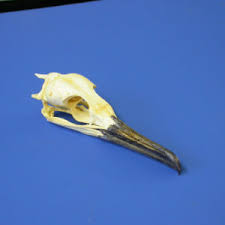 Bird Skulls And Skeletons Skeletons And Skulls Superstore