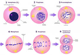 Interphase is the first stage of the cell cycle. Mitotic Cell Division What Is Mitosis What Is Meiosis