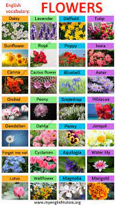 30 flower and names list. Types Of Flowers Learn Different Flower Names With The Picture My English Tutors Flower Names English Flowers Types Of Flowers