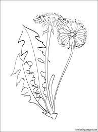 Dandelion Coloring Page Dandelion Drawing Dandelion Art Flower Drawing