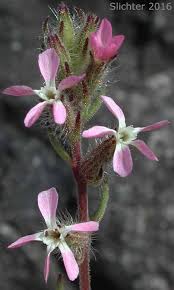 Image result for Silene gallica