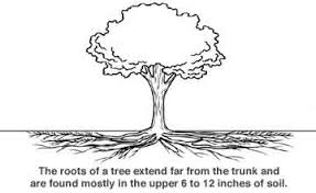How Far On Average Do Tree Roots Extend Out From The Base