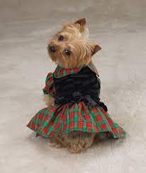 Yorkie puppies for sale at artistry yorkies. Zack Zoey Tartan Holiday Dog Dress Tartan Holiday Dress For Dogs