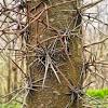 Trifoliate orange or hardy orange is a deciduous thorny shrub or small tree that prefers well drained, acidic soil in a sunny location and grows up to nearly 20' tall. Https Encrypted Tbn0 Gstatic Com Images Q Tbn And9gctklf3gwhnkf4v5edftrr55bij1jogmqmw7sgzdzpq Usqp Cau