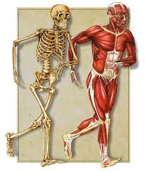 Most muscles are attached to bones by connecting tendons. Muscles Bones Lessons Blendspace