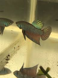 Betta Fish Betta Fish Ideas Bettafish Fishbetta Live Betta Fish Male Wild Smaragdina Sm3 20 00 End Date Monday Jan 14 2019 21 21 Betta Fish Betta Fish