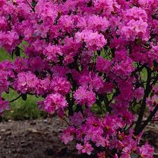 Buy Rhododendron Praecox J Parker Dutch Bulbs Rhododendron Plants Shrubs