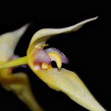 Image result for Bulbostylis macra