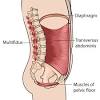 The skeletal muscles of the torso and limbs arise from the mesoderm of the somites, while those of the head arise from the mesoderm of the somitomeres which contribute to the branchial (pharyngeal) arches. 1