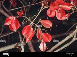 Image result for Combretum sp. A