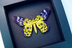 Image result for Dysphania