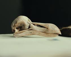 A 3D digital reconstruction of a dodo skull based on high-resolution CT scanning research.
