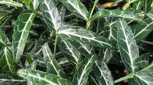 Maybe you would like to learn more about one of these? Hydrangea Macrophylla Greenmantle Nursery Management