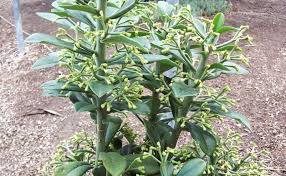Image result for Synadenium cupulare