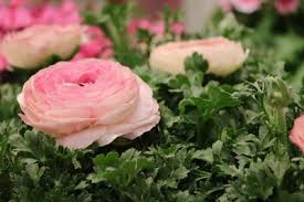 Die ranunkel blumen (ranunculus asiaticus) sind mehrjährig und man kann sie an fast jedem standort pflanzen. Blutezeit Der Ranunkel Wann Und Wie Lange Ranunkeln Bluhen Ranunkel Bluten Pflanzen