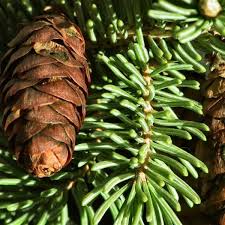 6 $ 169.99 read more; Buy White Spruce Picea Glauca 30 Seeds Online Seeds Hobbyseeds Store
