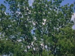 Image result for Kirkiaceae