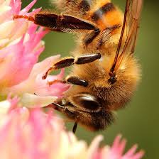 Honey Bee 01 Bienen Tiere