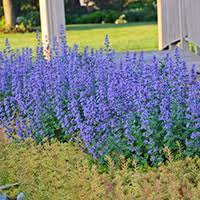 12 Hardy Deer Resistant Proven Winners Perennials Proven Winners