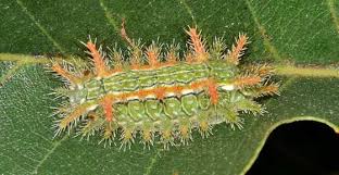 Hairless caterpillars are harmless, and most of the fuzzy caterpillars are harmless as well, just like the giant leopard moth caterpillar. Stinging Caterpillars Identification Pictures Poisonous Caterpillars
