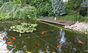 Or, at least the selected fish can thrive at the ambient temperature for koi. Koi Ponds
