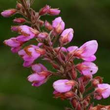 Image result for Pseudarthria