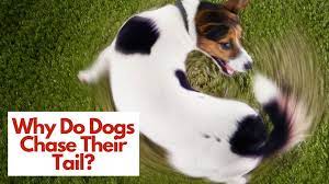 Why Do Dogs Chase Their Tails And What You Can Do To Stop Them