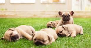 The breed is the result of a cross between toy bulldogs imported from england, and local ratters in paris, france, in the 1800s. French Bulldog Growth Chart When Is French Bulldog Full Grown