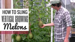 Smaller melon varieties, with melons that weigh 7 pounds or less, can be grown on a trellis if you. Sling Vertical Growing Melons With Ease The Living Farm