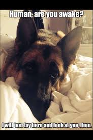 Gsd And They Do Until You Get Up German Shepherd Puppies German Shepherd Dogs Shepherd Dog