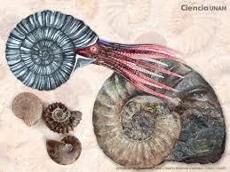 Por qué los extintos Ammonites interesan tanto a los geólogos - Ciencia UNAM