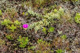 Image result for Anthospermum ammannioides