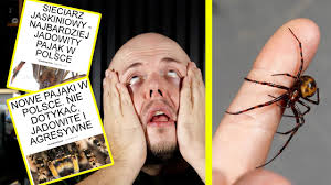 NOWE JADOWITE PAJĄKI W POLSCE! NIE DOTYKAĆ! Czyli jak media robią nam wodę  z mózgu
