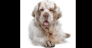 Any age up to 8 weeks up to 12 weeks up to 16 weeks older than 16 weeks. Clumber Spaniel Breeders Australia Clumber Spaniel Info Puppies
