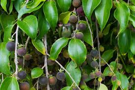 Image result for Dovyalis xanthocarpa