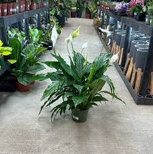 Image result for Spathiphyllum