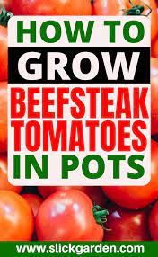 How To Grow Beefsteak Tomatoes In Pots And Containers Beefsteak Tomato Tomato Container Gardening Beef Steak