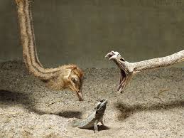 Security (front opening doors with functioning latches). Bearded Dragon Wallpapers Group 73