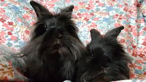 Colorado state pets rescue dogs cats. Blog News From Pikes Peak Veterinary Clinic Colorado Springs