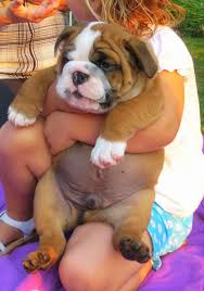 Top 10 Most Expensive Dog Breeds Sevimli Kopek Yavrulari Kopek Turleri Ve Hayvanlar