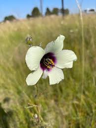 Image result for Hibiscus subreniformis