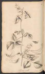 Image result for Aneilema dispermum