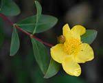 Image result for Hypericum quartinianum