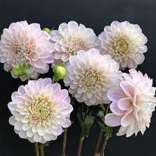 Pin On Dahlia