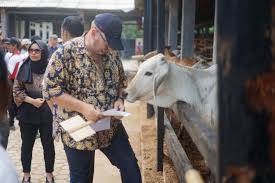 We did not find results for: South Lampung Holds Australian Brahman Cross Calf Sales Indonesia Australia Red Meat And Cattle Partnership