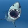 Mais trois requins sont très dangereux. 1