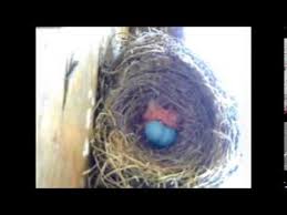 Robin Eggs To Chicks Bird Time Lapse Youtube